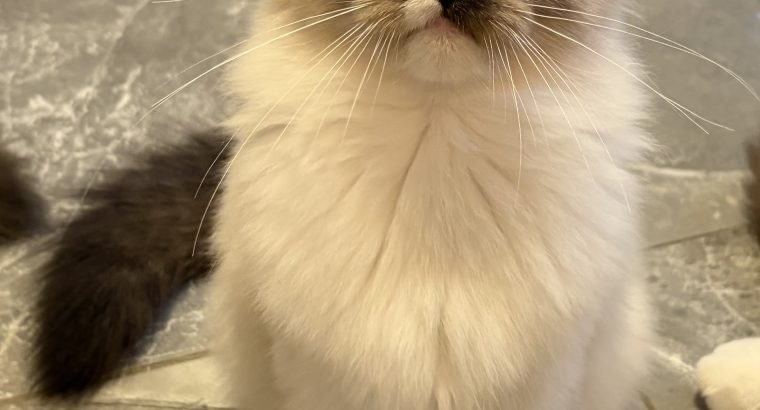 Ragdoll kislány