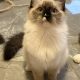 Ragdoll kislány