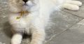 Ragdoll seal lynx mitted cica