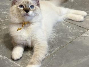 Ragdoll seal lynx mitted cica