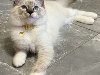 Ragdoll seal lynx mitted cica