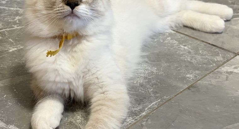 Ragdoll seal lynx mitted cica