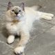 Ragdoll seal lynx mitted cica