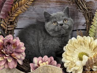 Brit rövidszőrű kék kislány