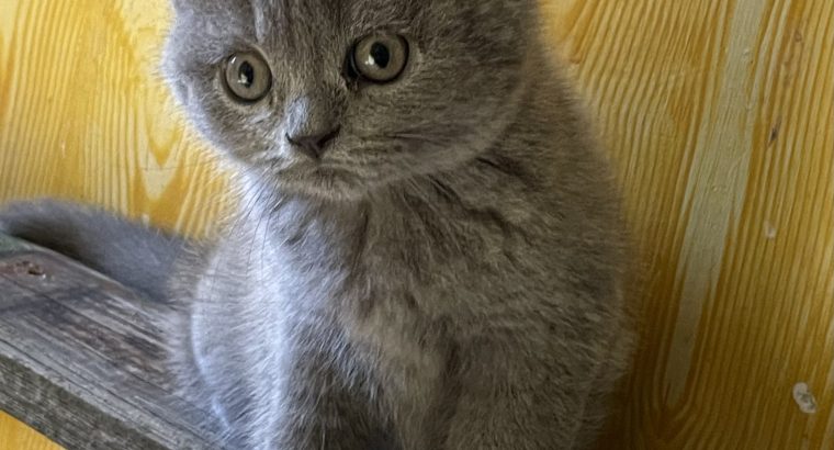 Brit rövidszőrű kék kislány
