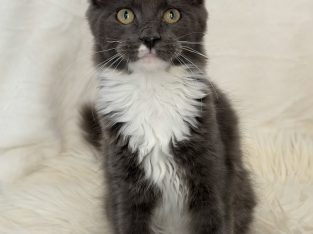Cattleya Coon Django