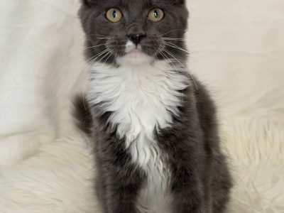 Cattleya Coon Django