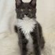 Cattleya Coon Django