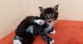 Gyönyörű kandúr eladó ❤️