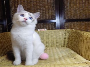 „Udine” Ragdoll lány!😍💖💖😍Seal B