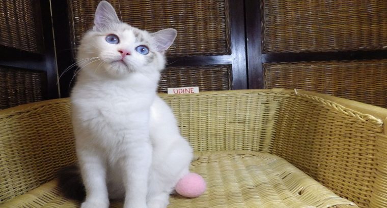 „Udine” Ragdoll lány!😍💖💖😍Seal B