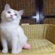 „Udine” Ragdoll lány!😍💖💖😍Seal B