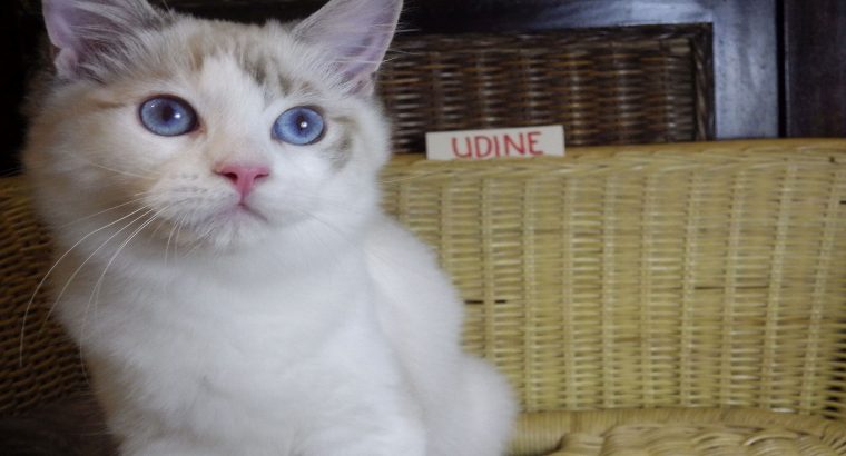 „Udine” Ragdoll lány!😍💖💖😍Seal B