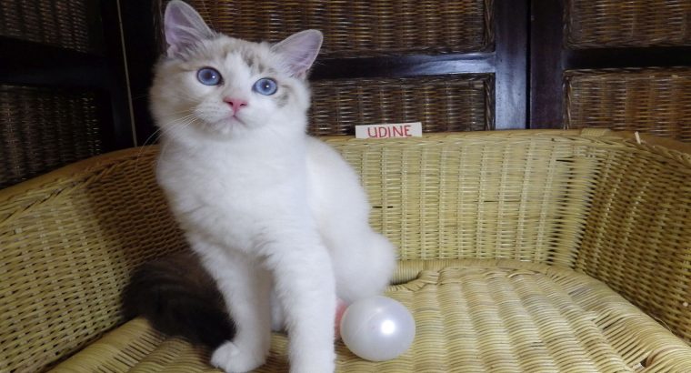 „Udine” Ragdoll lány!😍💖💖😍Seal B