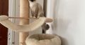 Ragdoll cica