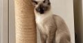 Ragdoll cica