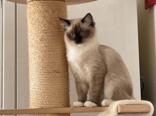 Ragdoll cica