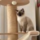 Ragdoll cica