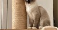 Ragdoll cica