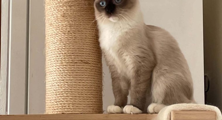 Ragdoll cica
