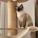 Ragdoll cica