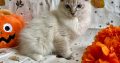 Ragdoll cica