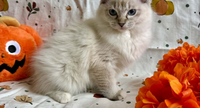 Ragdoll cica