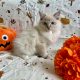 Ragdoll cica