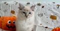 Ragdoll cica