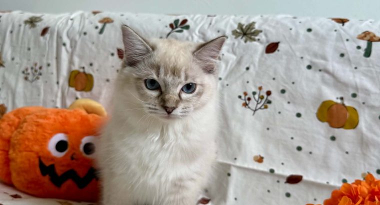 Ragdoll cica