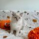 Ragdoll cica