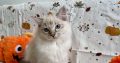 Ragdoll cica