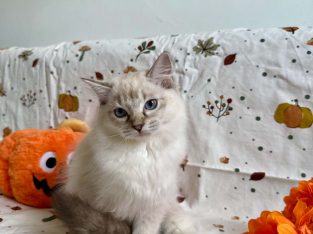 Ragdoll cica