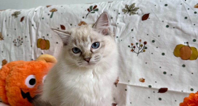 Ragdoll cica