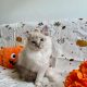 Ragdoll cica