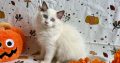 Ragdoll cica