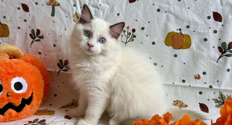 Ragdoll cica