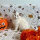 Ragdoll cica