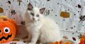 Ragdoll cica