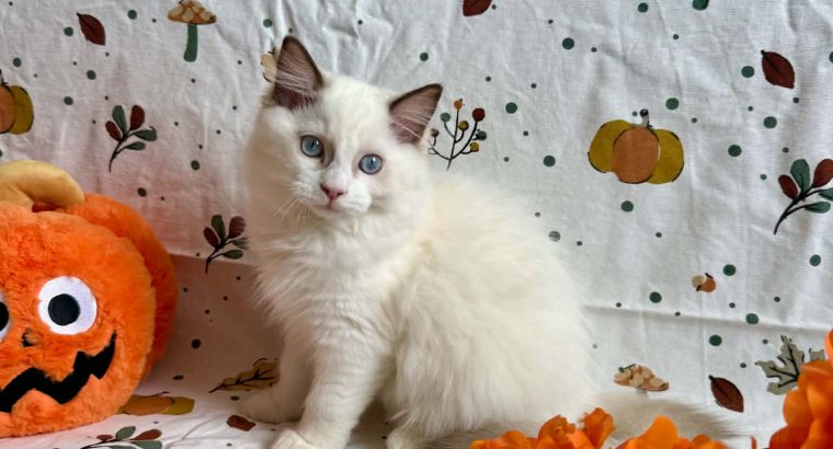 Ragdoll cica
