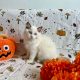 Ragdoll cica