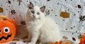 Ragdoll cica
