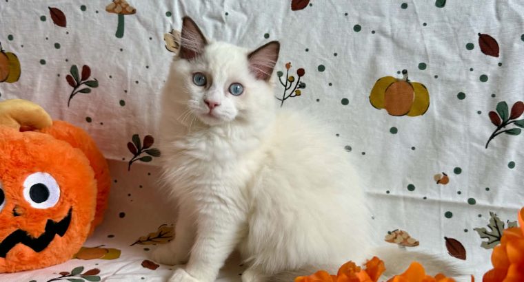 Ragdoll cica