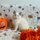 Ragdoll cica