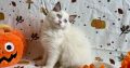 Ragdoll cica