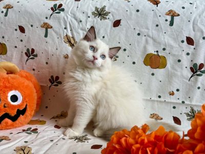 Ragdoll cica