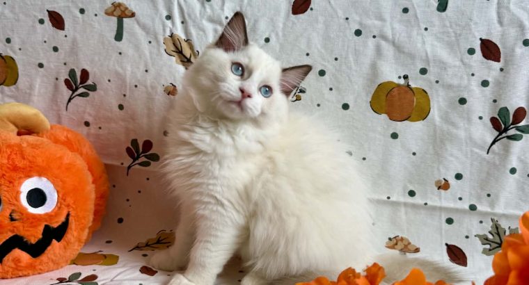 Ragdoll cica