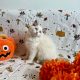 Ragdoll cica