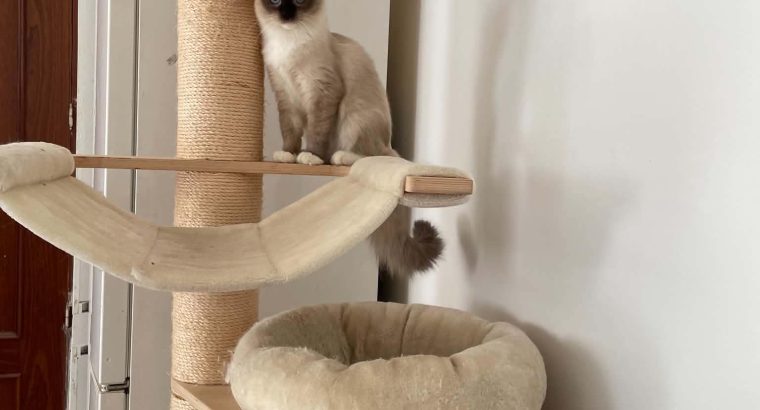 Ragdoll cica