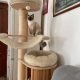 Ragdoll cica